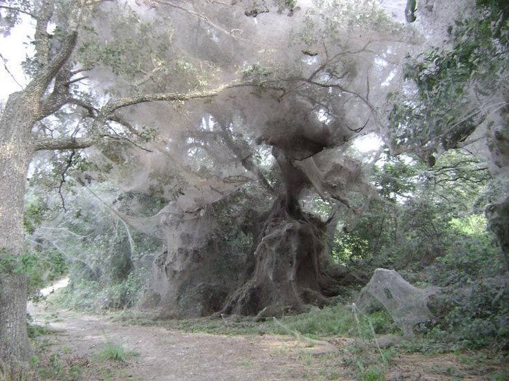 ghost tree